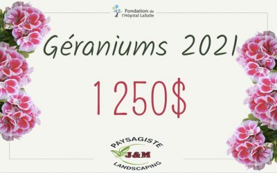 Géraniums 2021