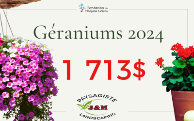 Géraniums 2024