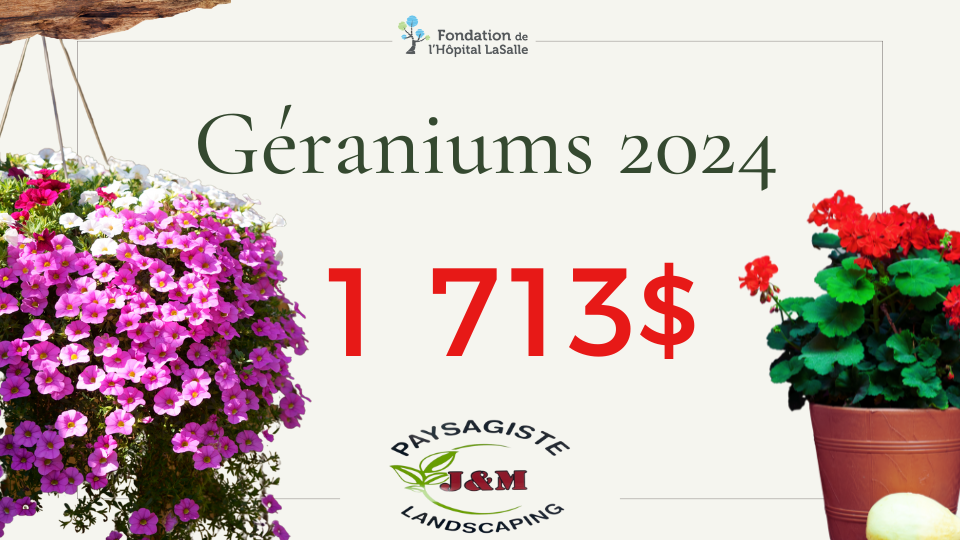 Géraniums 2024
