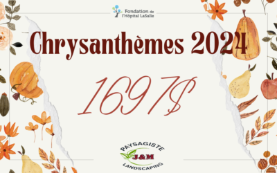 Chrysanthèmes 2024