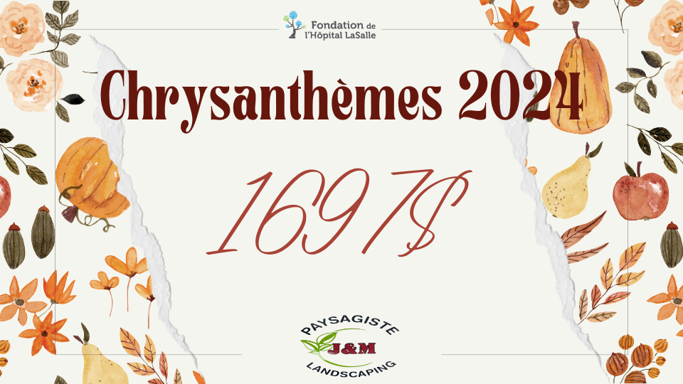 Chrysanthèmes 2024